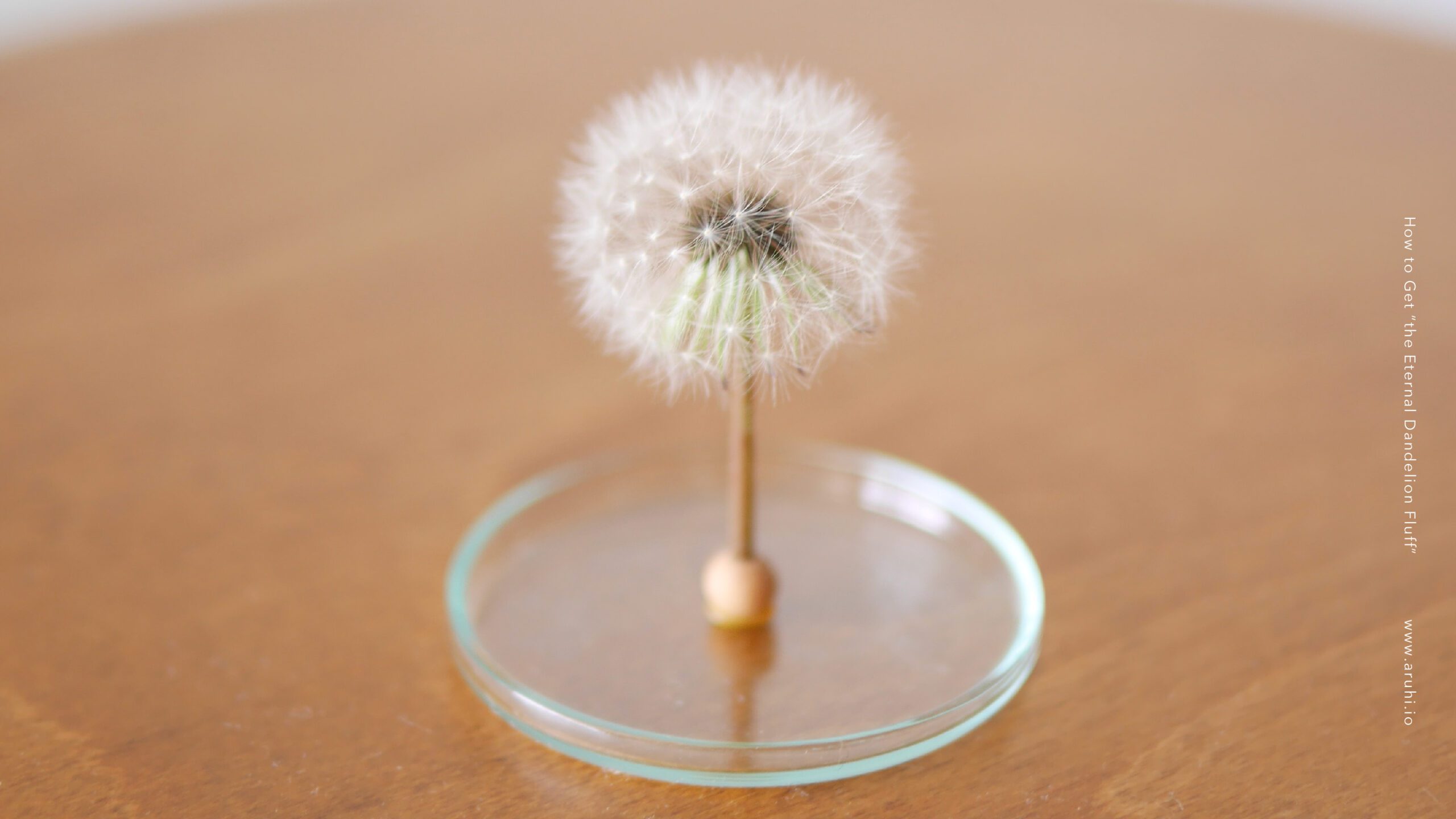 How to Get “the Eternal Dandelion Fluff” Aruhi